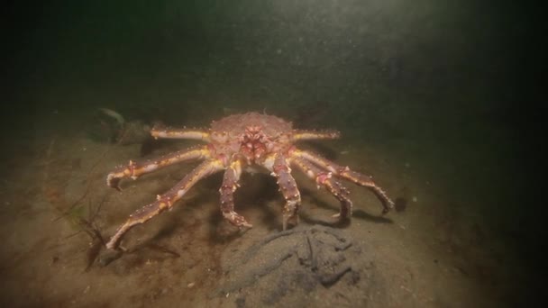 Rei gigante caranguejo subaquático no fundo do mar Barents Mar na Rússia . — Vídeo de Stock