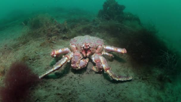 Гигантский королевский краб под водой на дне Баренцева моря в России . — стоковое видео