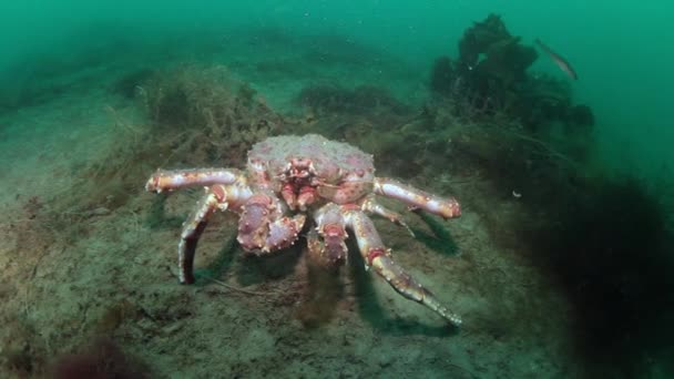 Rei gigante caranguejo subaquático no fundo do mar Barents Mar na Rússia . — Vídeo de Stock