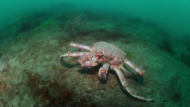 Cangrejo rey gigante bajo el agua en el fondo marino Mar de Barents en Rusia . — Vídeo de stock