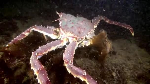 Caranguejo gigante rei em busca de comida no mar de Barents . — Vídeo de Stock