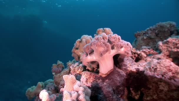 Vidéo de détente sous-marine en pure transparence de la mer Rouge . — Video