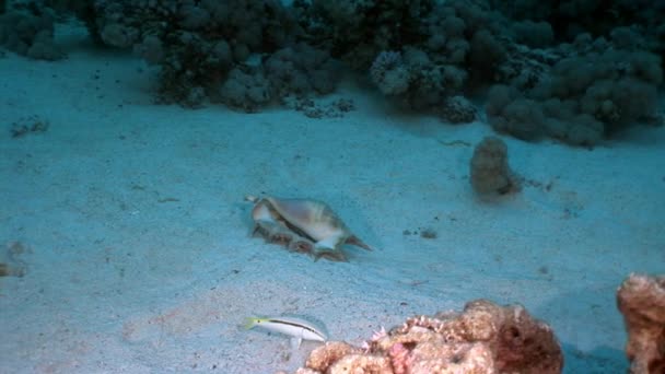 Mušle Strombes Lambis na písečné dno pod vodou Rudého moře. — Stock video