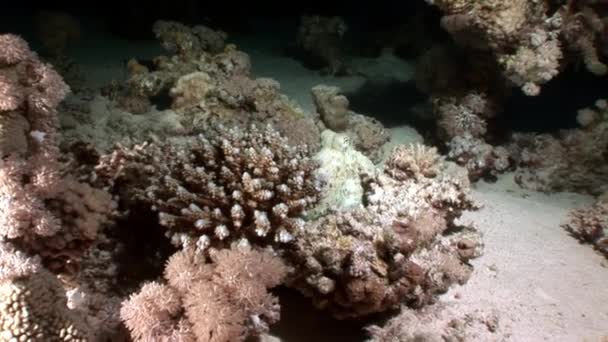 Biały Aeginae ośmiornicy przebraniu na piaszczystym dnie podwodne czerwony morze. — Wideo stockowe