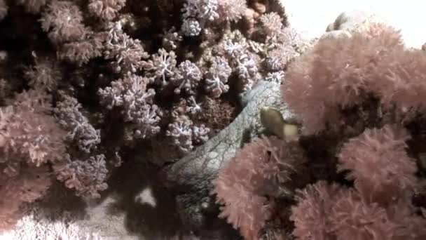 White Octopus Aeginae disguised on sandy bottom underwater Red sea. — Stock Video