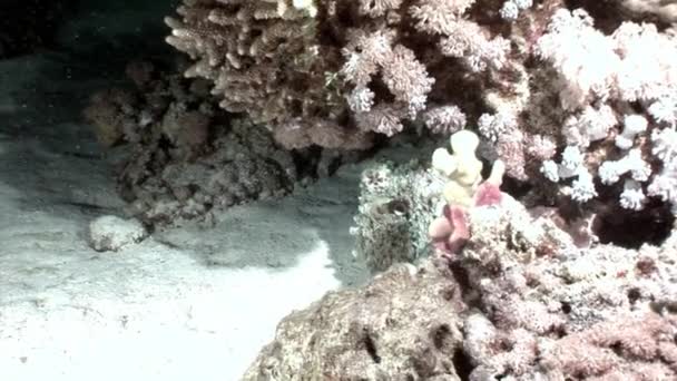 白色章鱼 Aeginae 伪装在水下红海海底. — 图库视频影像