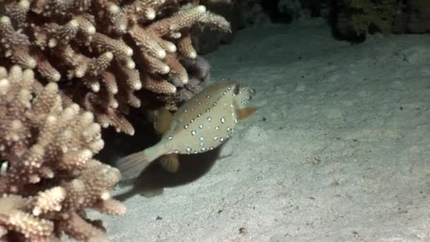 Gele koffervis Ostraciidae vis met vlekken verbergen in koralen van rode zee. — Stockvideo