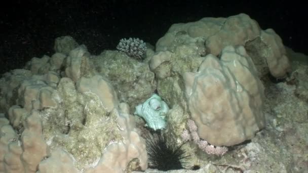 Vit bläckfisk Aeginae undervattens Röda havet. — Stockvideo