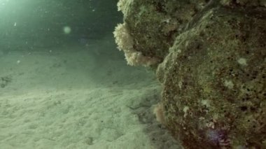 Beyaz ahtapot kumlu alt sualtı kırmızı denizde gizlenmiş Aeginae.