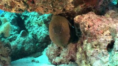 Dev Gymnothorax Javanicus moray eles Kızıldeniz saf şeffaf su.