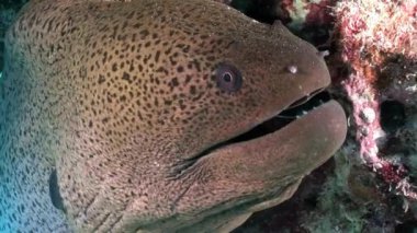 Dev Gymnothorax Javanicus moray eles Kızıldeniz saf şeffaf su.