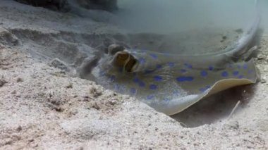 Bluespotted stingray Taeniura Lumma kum sualtı Kızıldeniz burrows..
