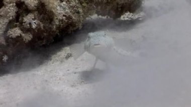 Hangi deniz kuma gömer faiz izlerken Bluespotted stingray ile balık.