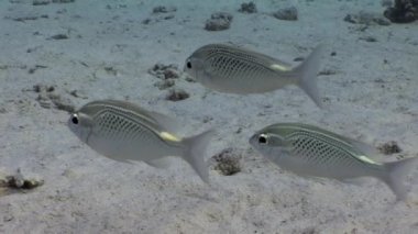 Su altında dinlenmek deniz doğada saf Kızıldeniz saydam hakkında video.