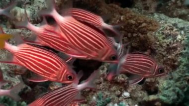 Parlak kırmızı çizgili balık sualtı mercan sürüsü.
