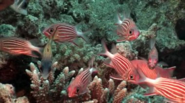 Mercan sualtı deniz parlak kırmızı çizgili balık.