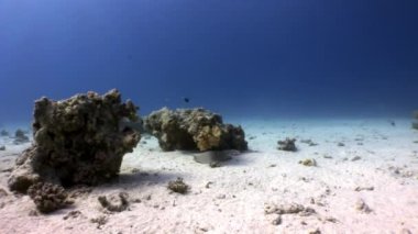 Su altında dinlenmek deniz doğada saf Kızıldeniz saydam hakkında video.
