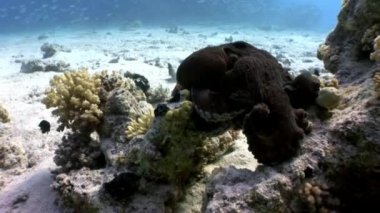 Ahtapot saklanarak mercan sualtı Red Sea'deki/daki çift tr.