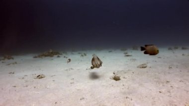 Kırmızı ahtapot sualtı deniz.