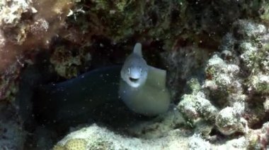 Biberli moray Siberea grisea sualtı Red sea, Mısır.