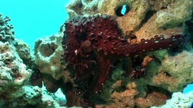 Ahtapot bir mavi arka plan sualtı Kızıldeniz.