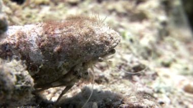 Kanser keşiş sualtı Shaab Sharm.