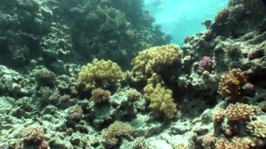 Sualtı video hakkında coral reef saf Kızıldeniz şeffaf sakin ol.
