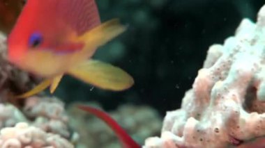Mercan sualtı Red Sea'deki/daki muhteşem levrek balık sürüsü Close-Up.