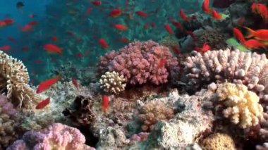 Sualtı Red sea relax.