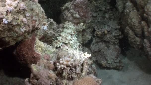 Λευκό Aeginae χταπόδι μεταμφιεσμένος σε αμμώδη βυθό υποβρύχια κόκκινη θάλασσα. — Αρχείο Βίντεο