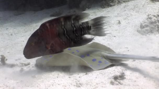 Bluespotted stingray Taeniura Lumma underwater Red sea. — Stock Video