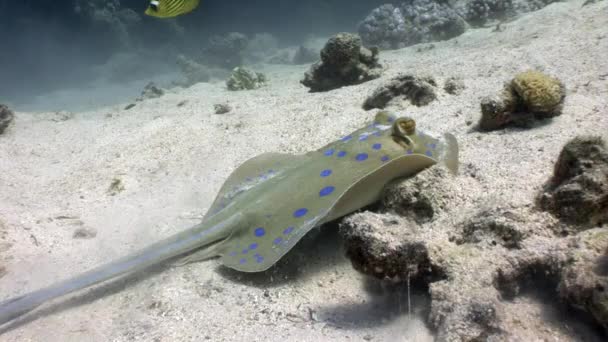 Bluespotted stingray Taeniura Lummou pod vodou Rudého moře. — Stock video