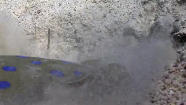 Bluespotted stingray Taeniura Lumma digs hole in sand underwater Red sea. — Stock Video