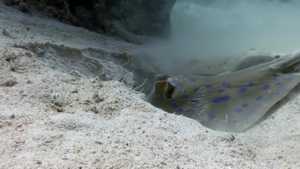 Bluespotted stingray Taeniura Lummou kope díru v písku pod vodou Rudého moře. — Stock video