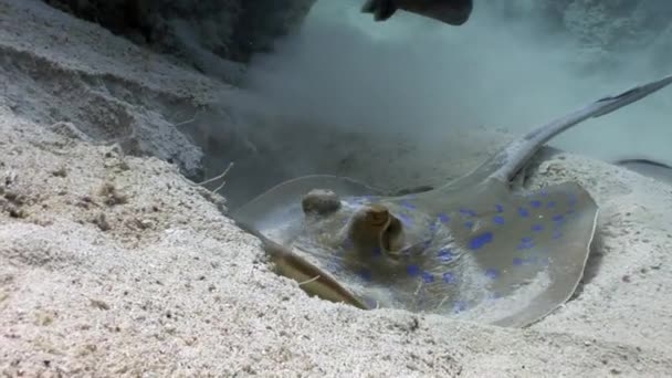 Bluespotted stingray Taeniura Lummou nory do písku pod vodou Rudého moře. — Stock video