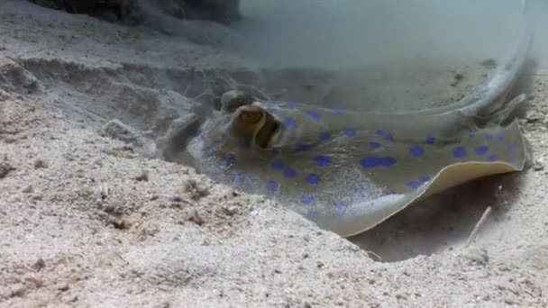 Bluespotted stingray Taeniura Lumma burrows into sand underwater Red sea. — Stock Video