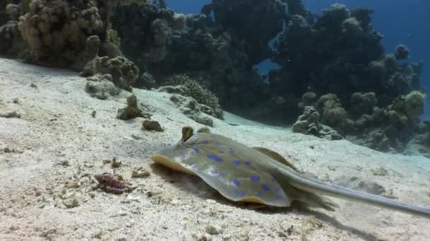 Blaugepunkteter Stachelrochen taeniura lumma. — Stockvideo