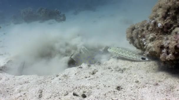 Fistularia stingray Taeniura Lumma burrows i sand undervattens Röda havet. — Stockvideo