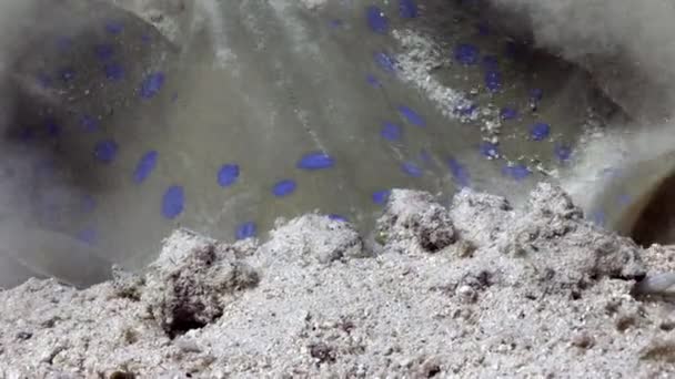 Mancha azul raya Taeniura Lumma madrigueras en la arena bajo el agua Mar Rojo . — Vídeo de stock