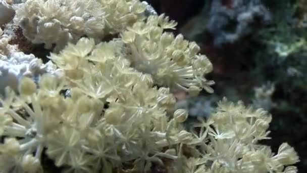 Subaquático relaxar vídeo sobre recife de coral em puro transparente do mar Vermelho . — Vídeo de Stock