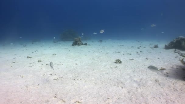 El vídeo submarino relajante sobre la naturaleza marina en puro transparente del Mar Rojo . — Vídeo de stock