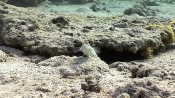 Skvrnitý Sandperch ryby sedí nehybně na mořském dně pod vodou Rudého moře. — Stock video