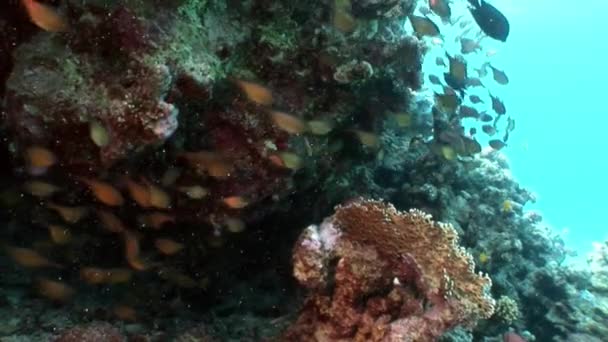 Σχολείο ψάρια υποβρύχιας Ερυθρά θάλασσα. — Αρχείο Βίντεο