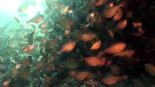 Escuela de peces brillantes Barredora de cuevas Pempheris Vanicolensis bajo el agua Mar Rojo . — Vídeos de Stock