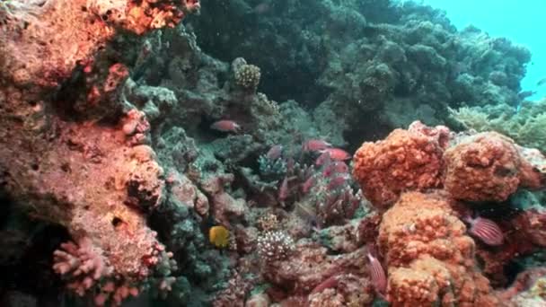 Φωτεινό κόκκινο ριγέ ψάρια σε κοράλλια βυθό θάλασσας. — Αρχείο Βίντεο