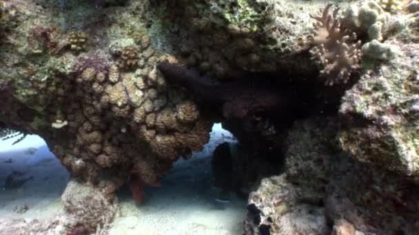 Pulpo Eginae escondido en el coral bajo el agua Mar Rojo . — Vídeo de stock