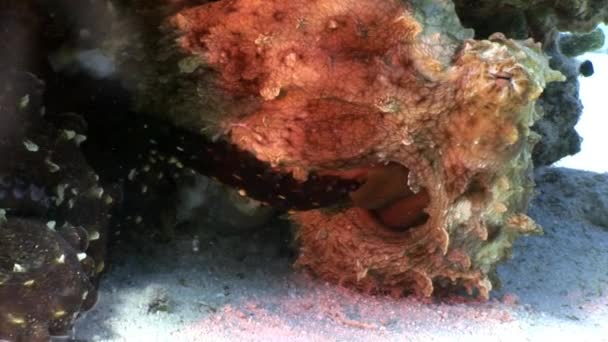 Red Octopus verstopt onder koraal onderwater zee. — Stockvideo