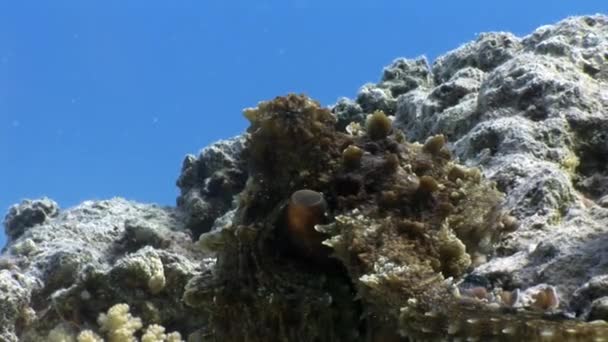 Octopus underwater Red sea. — Stock Video