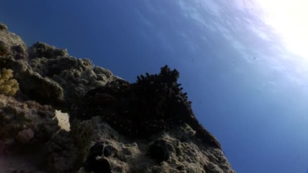 Підводний Червоне море восьминога. — стокове відео