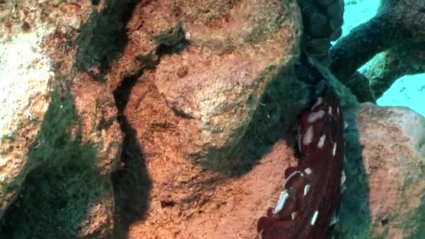 Amor pareja de pulpo disfrazado bajo el agua Mar Rojo . — Vídeos de Stock